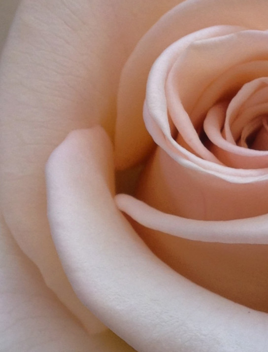 Eine blühende Rose